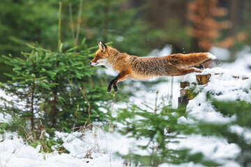 male red fox (Vulpes vulpes) jumping in the winter forest