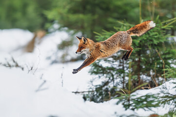 male red fox (Vulpes vulpes) jumping in the forest in the snow