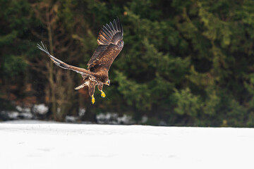 White-tailed eagle (Haliaeetus albicilla) flying over the snow from the forest