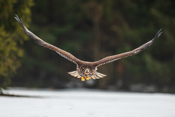 White-tailed eagle (Haliaeetus albicilla) flying low over the snowy landscape
