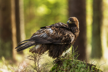 White-tailed eagle (Haliaeetus albicilla) posing on a stump in the forest
