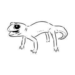 gecko outline illustration on background, Australian