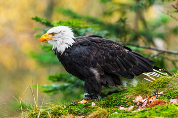male bald eagle (Haliaeetus leucocephalus) sitting by the forest