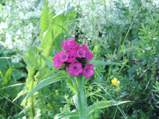 Geöffnete Blüten einer Bartnelke zwischen Frühlingsblumen auf einer Wiese