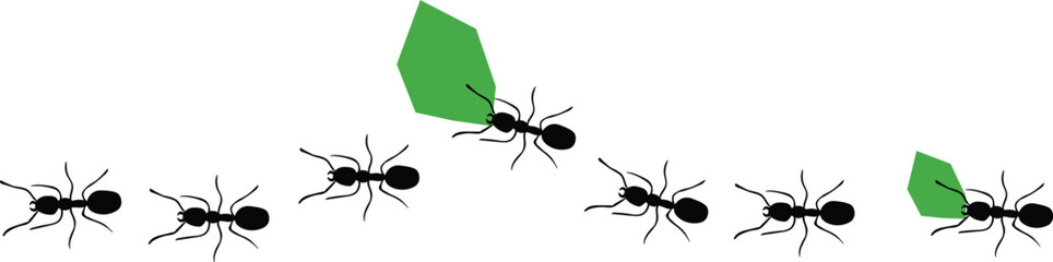 Leaf-cutter ants, Acromyrmex octospinosus, carrying leafs in an ant road