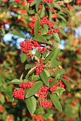 Close up of bright red cotoneaster berries on a tree in autumn