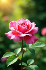 Pink rose blooming in a summer garden with sunshine and greenery, green, foliage