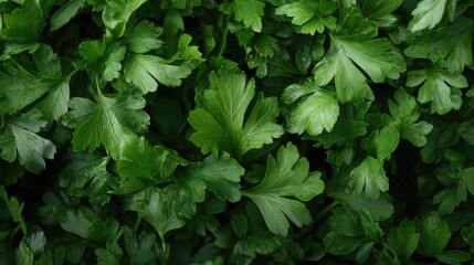 Lush green parsley leaves, close-up, food background