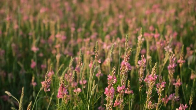 Pink wildflowers rays of the sun. A field with Onobrychis viciifolia flowers. The bright rays of the sun illuminate the stems. A light breeze is stirring the flowers. The concept of summer beauty