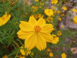 beautiful Cosmos sulphureous- or yellow cosmos flower blooming in the garden