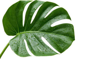 Close-up of a vibrant green monstera leaf with visible water droplets.