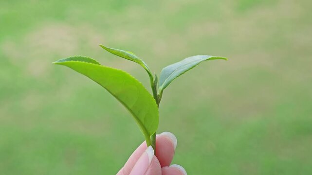 Hand hold green tea leaf in farm.