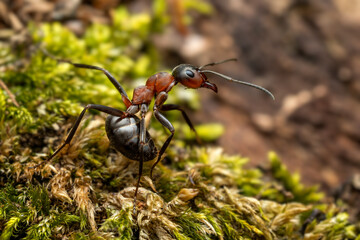 Red Wood Ant - Formica rufa, common popular forest insect from Euroasian forests and woodlands, Zlin, Czech Republic.