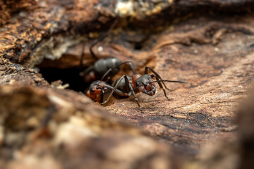 Fototapete bei efototapeten.de bestellen   