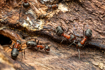 Fototapete bei efototapeten.de bestellen   