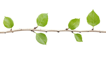 Fototapeta premium Closeup of vibrant green leaves on a branch, captivating display of nature's beauty