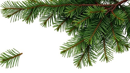 Fototapeta premium Set of 4 Colorado blue green spruce trees, needled, greenery, botanical