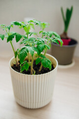 Growing tomatoes indoors. Homemade vegetables on the balcony. Home and space landscaping technologies. Seedlings in pots.