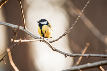Fototapeta premium great tit on a branch