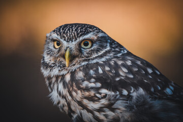 Little owl (Athene noctua) portrait. Dark orange blurred background. Owl sitting.