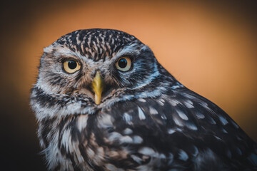 Little owl (Athene noctua) portrait. Dark orange blurred background. Owl sitting.