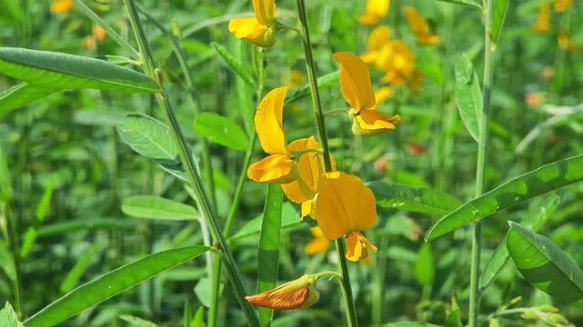 Shot of yellow. Sun Hemp flower (Crotalaria juncea) swaying in the breeze.