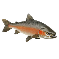 Obraz premium Realistic portrayal of a Steelhead Trout in side view, showcasing vibrant colors and intricate texture details without shadows.