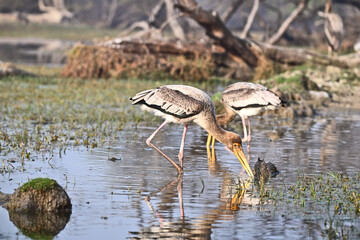 Painted Storks Feeding in Wetland