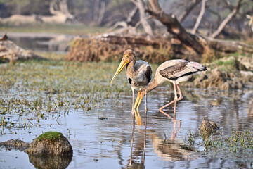 Painted Storks Feeding in Wetland