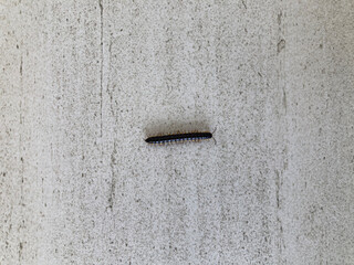 Anoplodesmus Saussurii isolated on a floor background, a species of millipede caterpillar, a black...