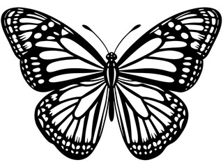 A beautiful black and white illustration of a monarch butterfly with detailed wings