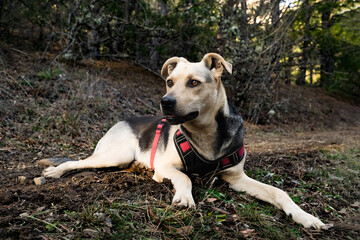 Mixed breed curious dog looking intently into the distance resting on a forest trail after a long...