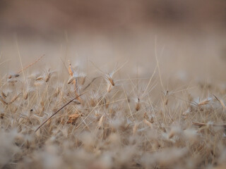 Fototapeta premium Dry grass flowers fall to the ground in the wind.