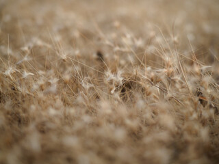 Dry grass flowers fall to the ground in the wind.