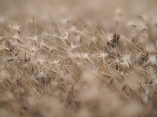 Fototapeta premium Grass flowers fall on the ground in summer, soft and blurr