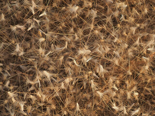 Grass flowers fall on the ground in summer, soft and blurr