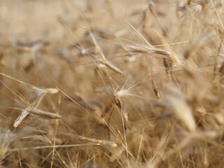 Fototapeta premium Dry grass flowers fall to the ground in the wind.