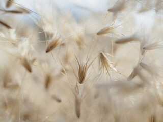 Grass flowers fall on the ground in summer, soft and blurr