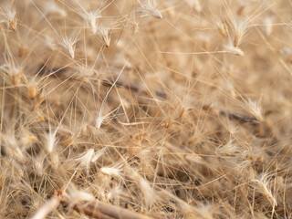 Grass flowers fall on the ground in summer, soft and blurr