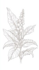 Detailed botanical sketch of coffee plant with leaves and berries