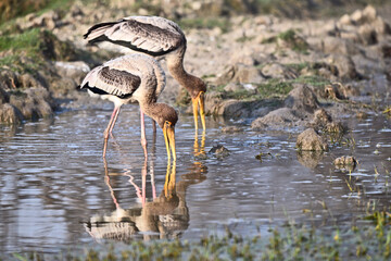 Painted Storks Feeding in Wetlands