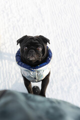Black pug looking up standing, dog coat, winter
