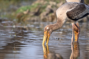 Painted Stork Dips Beak in Water