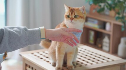 pet care concept with play and happy feeling with british cat in living room 