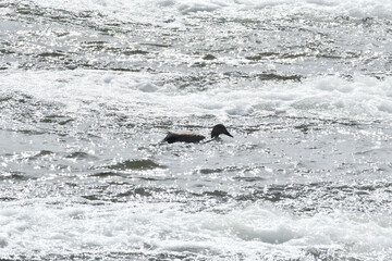 水流の中の水鳥