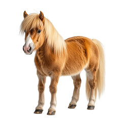 Obraz premium a Shetland pony standing isolated on a transparent background