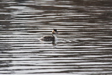 川面を泳ぐ水鳥