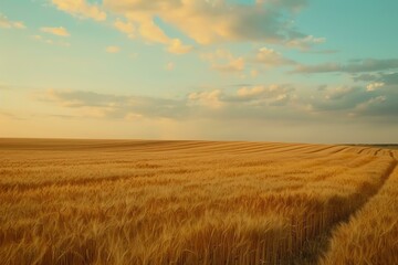 Obraz premium A serene golden wheat field stretches under a bright blue sky, dotted with soft clouds. This picturesque landscape epitomizes tranquility and the beauty of nature's bounty.