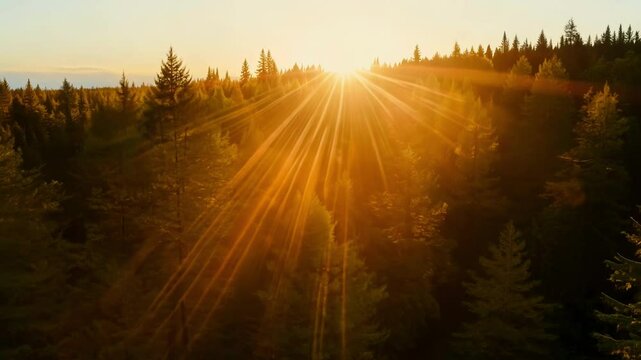 A beautiful view of a forest during sunset, with golden light filtering through the trees. Capturing the peaceful and awe-inspiring beauty of nature.