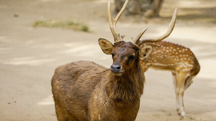 A mature deer with prominent antlers stands on a sandy ground, while a spotted deer grazes in the background. Sunlight filters through the trees, highlighting the tranquil setting.